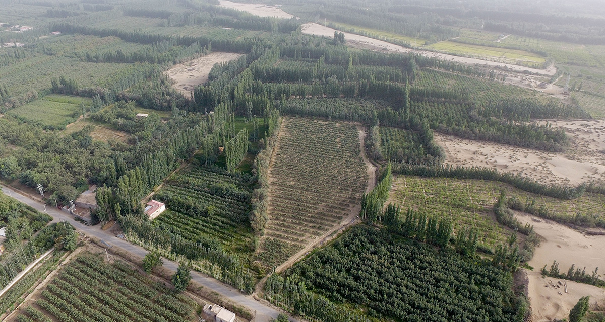 “綠口袋”扎緊了風口，逼退了黃沙——一個南疆沙漠村莊的扶貧觀察