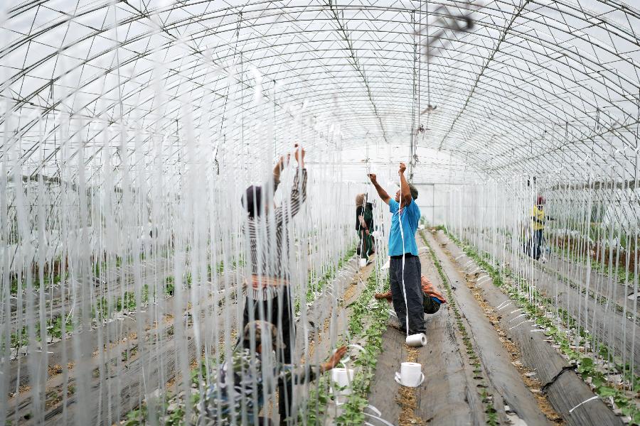 黑龍江肇東：農業生態觀光園助力脫貧增收