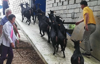 華能?？陔姀S：脫貧攻堅齊心力 貧困鄉(xiāng)村煥新顏