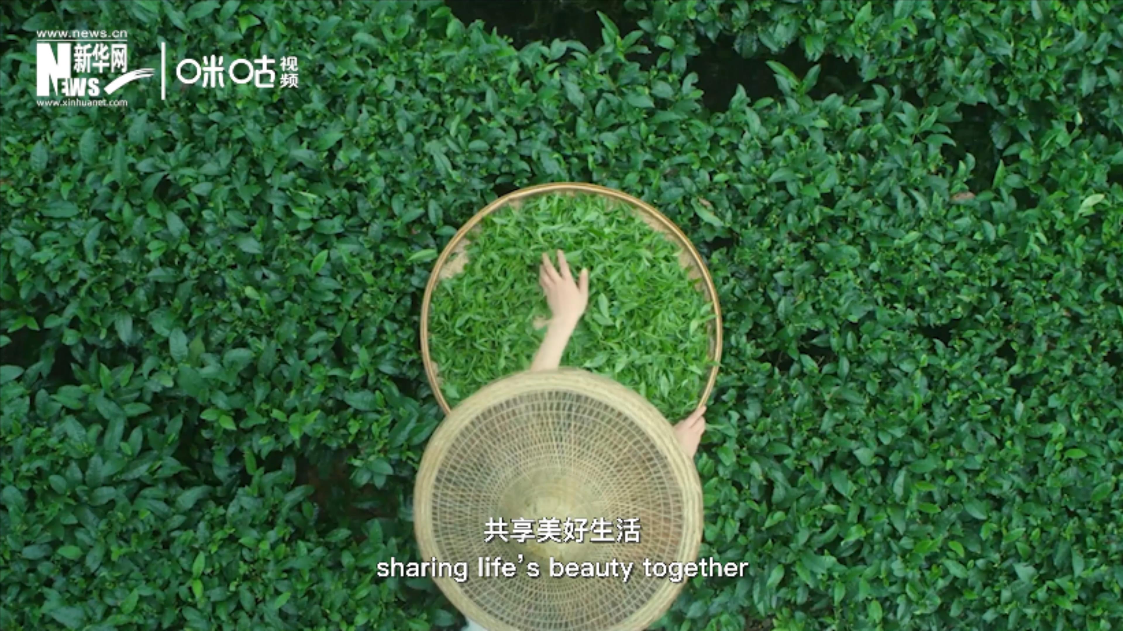 聯(lián)合國(guó)把每年的5月21日設(shè)為&ldquo;國(guó)際茶日&rdquo;