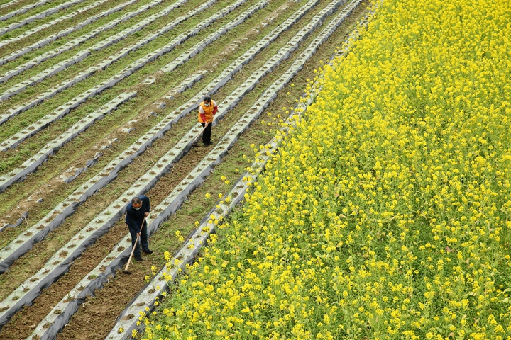 新華社評論員:防疫不誤農時，固本首在&ldquo;三農&rdquo;