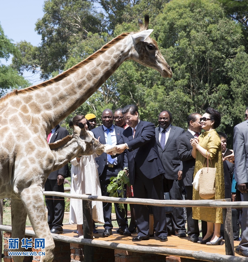 12月2日，國家主席習(xí)近平在津巴布韋考察野生動(dòng)物救助基地。在基地負(fù)責(zé)人陪同下，習(xí)近平和夫人彭麗媛察看了基地救助的野生動(dòng)物，并給大象、長頸鹿遞喂水果、樹葉。新華社記者 黃敬文 攝 