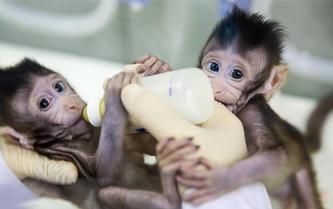 世界生命科學重大突破！ 兩只克隆猴在中國誕生
